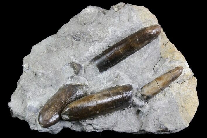Fossil Belemnite (Paxillosus) Cluster - Mistelgau, Germany #139147
